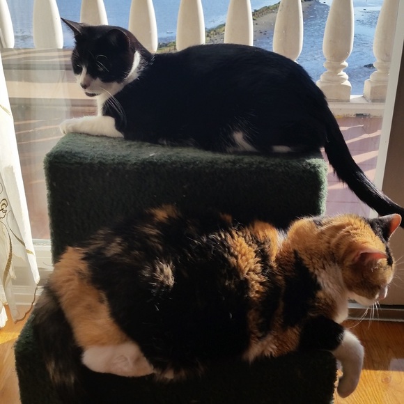 ZORRO SAYS “RELAX” - Picture 2 of 16